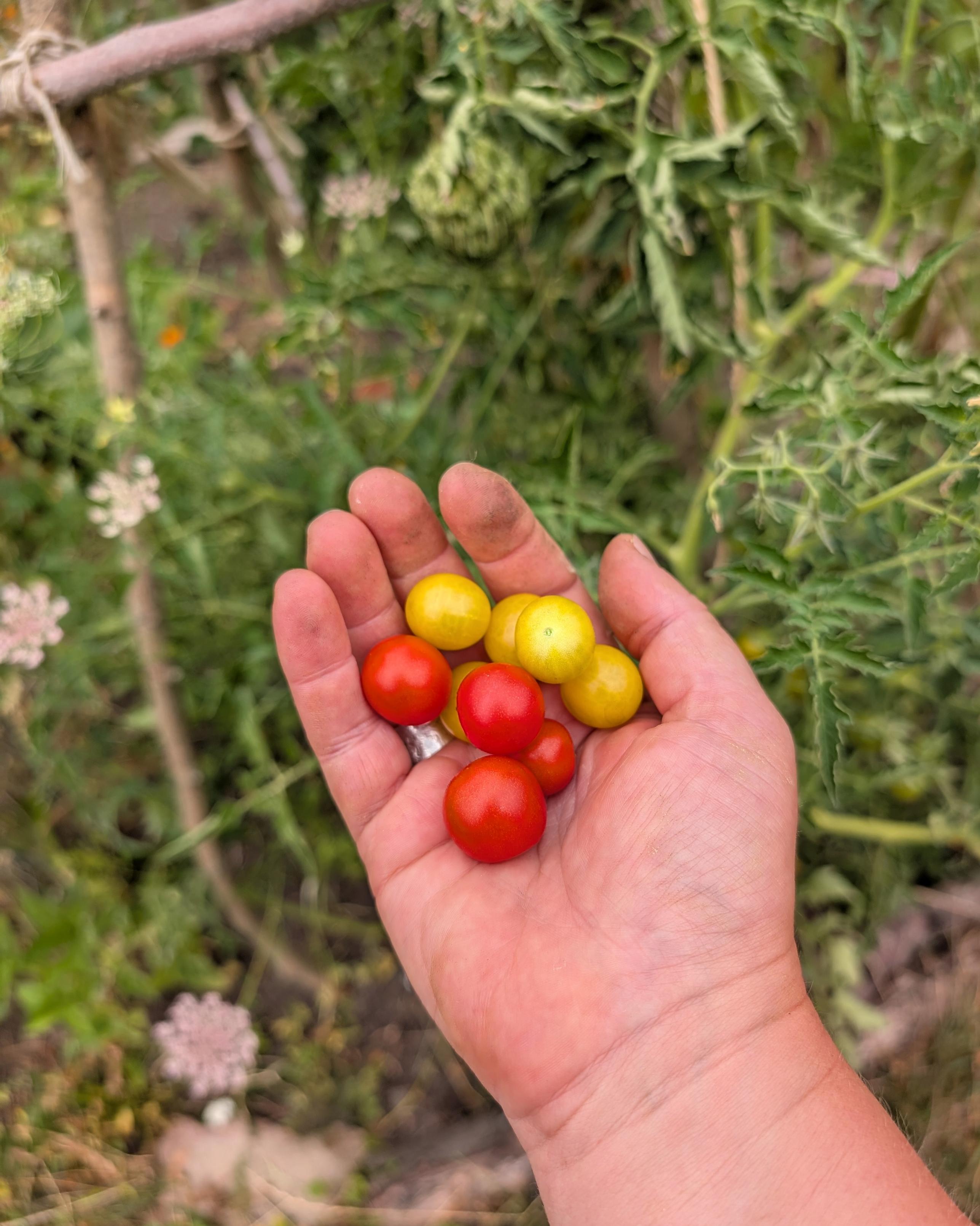 Gelbe und rote Tomaten in meiner Hand