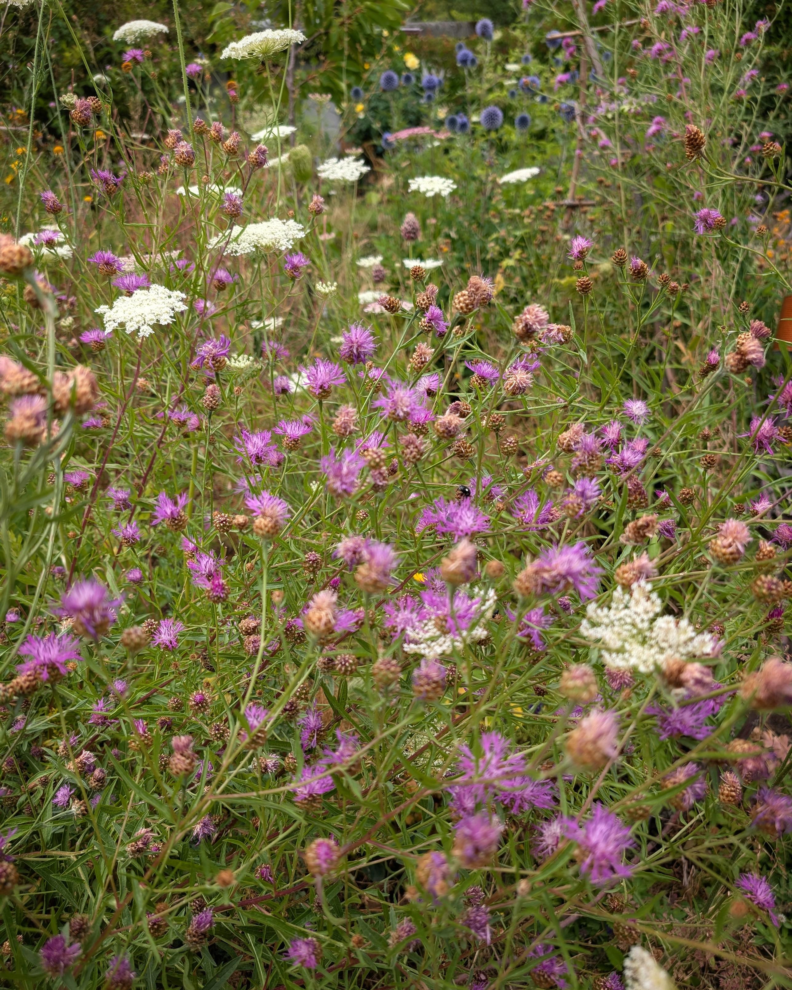 Wildstaudenbeet