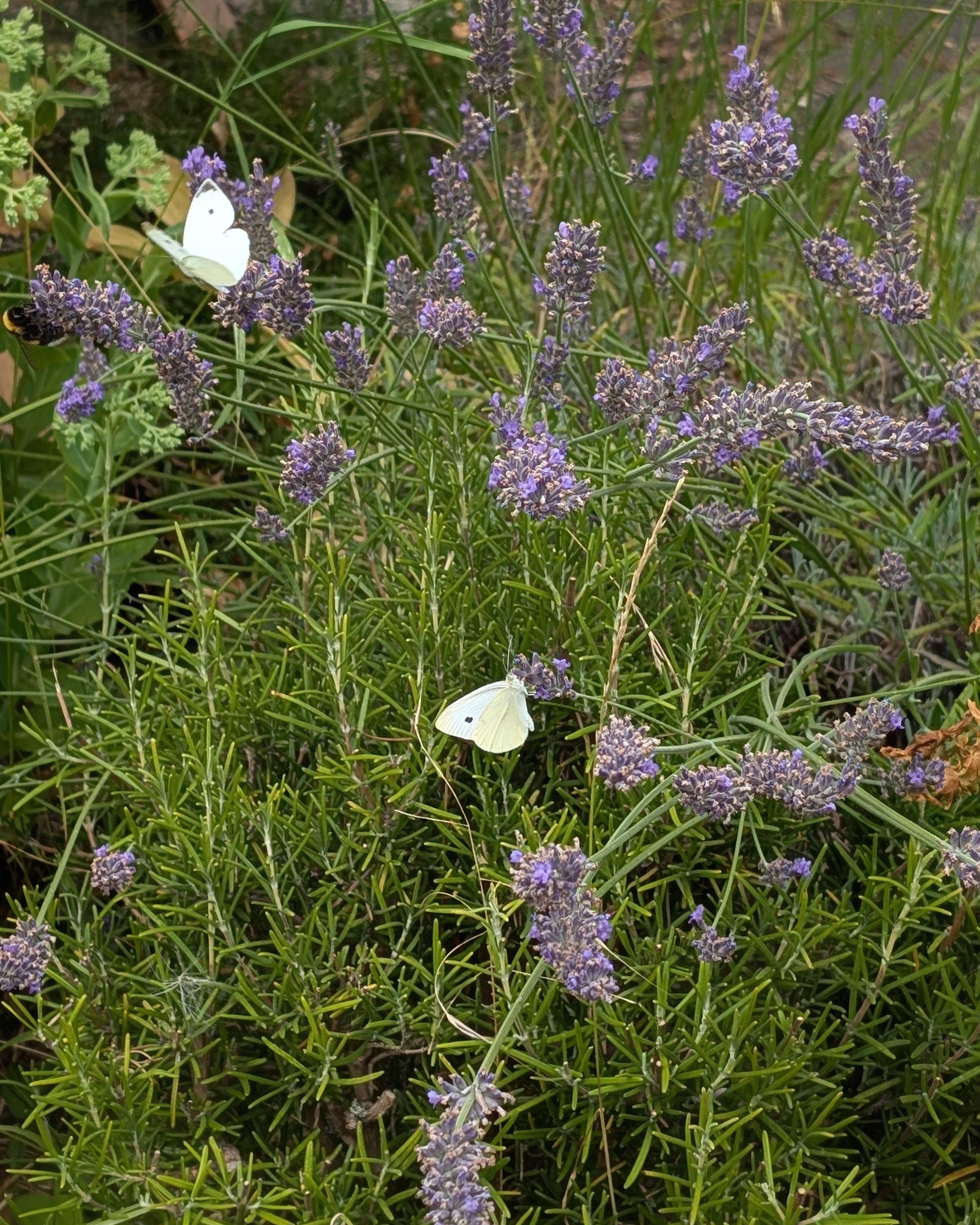 Kohlweißlinge im Lavendel