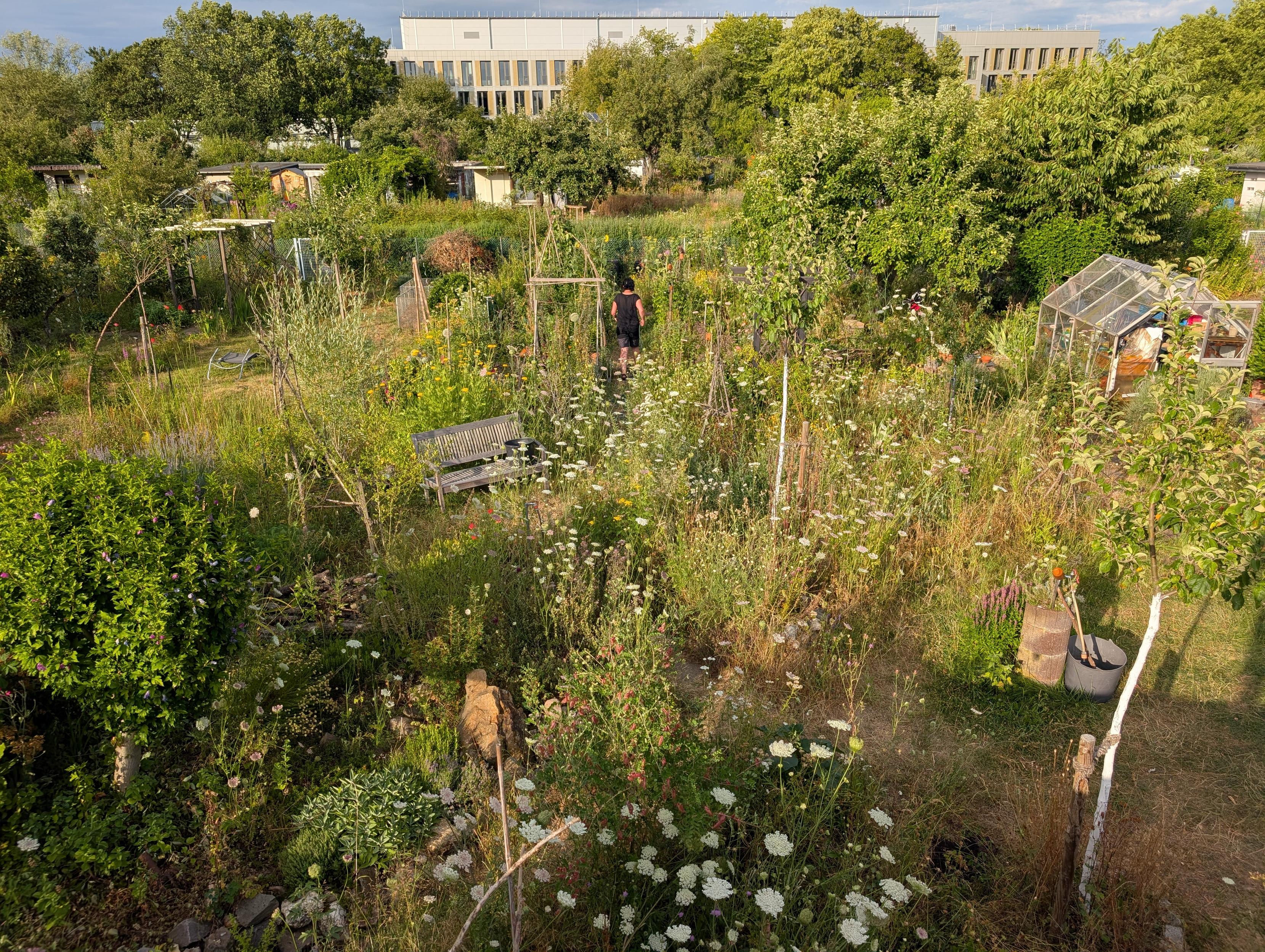 Kleingarten von oben mit mir, wie ich im Gemüsegartenteil unterwegs bin.
