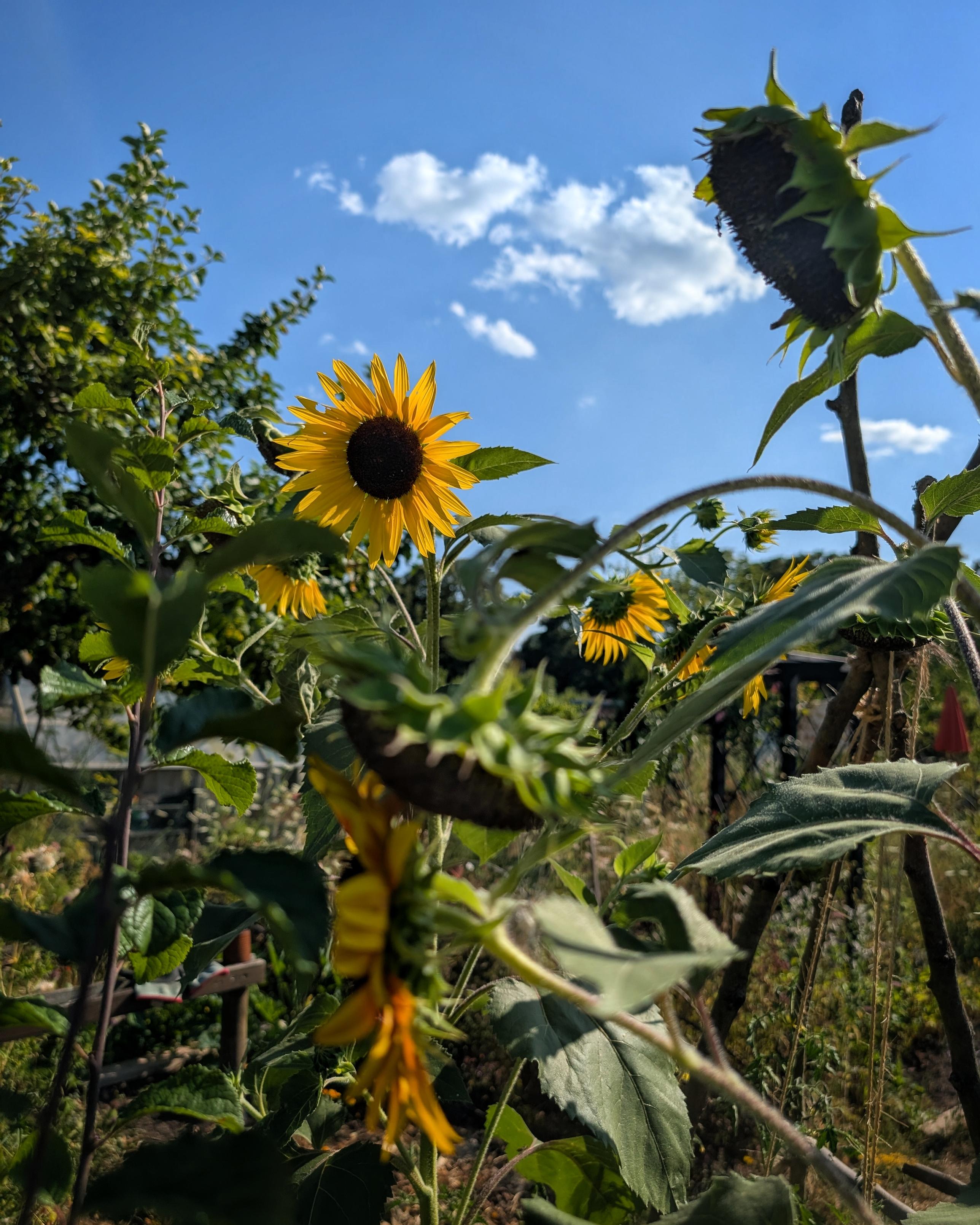 Sonnenblumen im Kleingarten