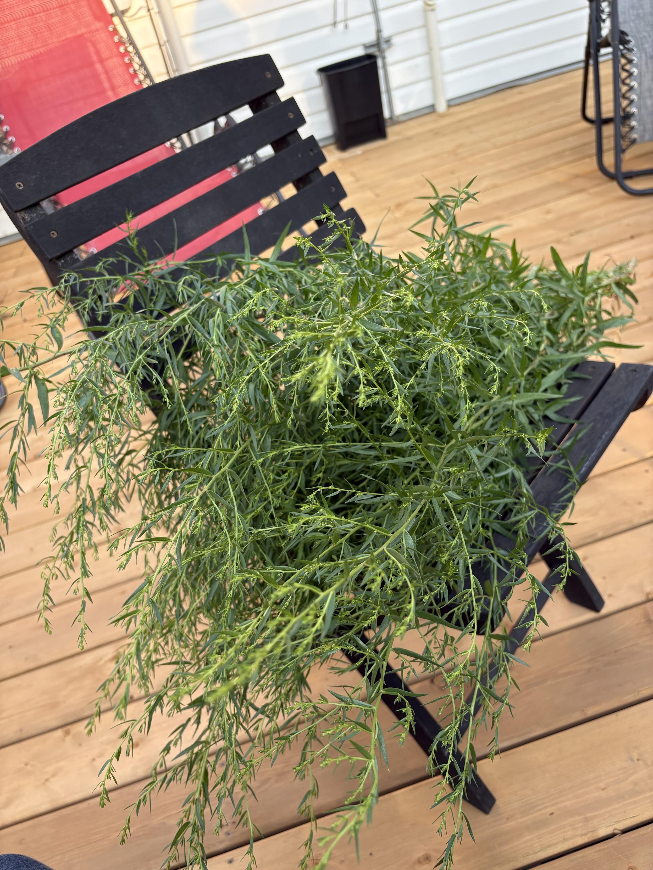 A wooden deck chair with a huge bundle of tarragon on it