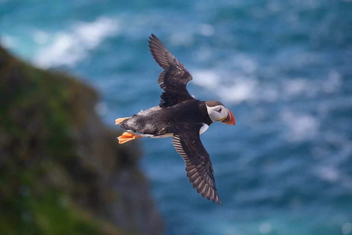 ein Papageitaucher mit ausgebreiteten Flügeln im Flug von oben, im Hintergrund verschwommen Felsen und blaues Meer