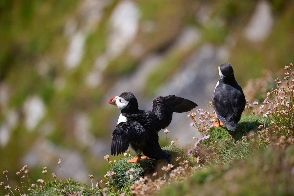 zwei Papageitaucher von hinten auf einem Felsen, der eine breitet gerade seine Flügel aus
