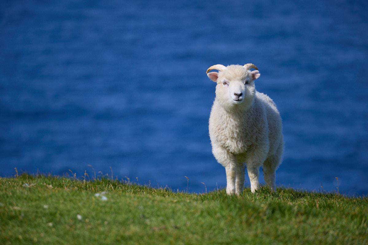 auf grünem Gras steht ein weißes Lamm und schaut zur Kamera, dahinter blaues Meer