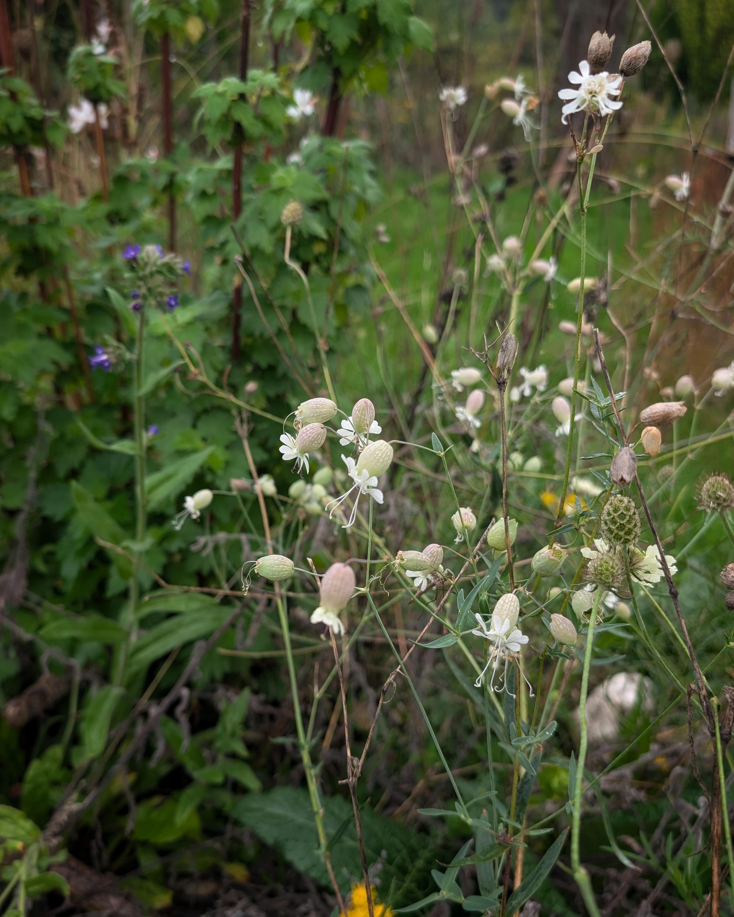 Leimkraut im Kleingarten