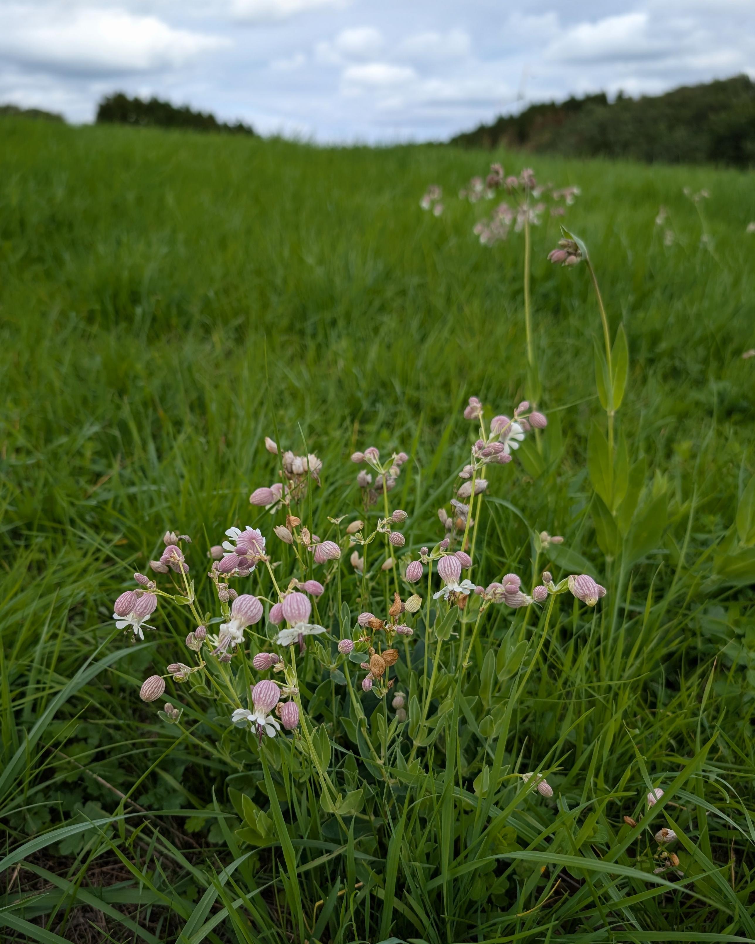 Leimkraut auf einer Eifelwiese